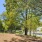 Dog park with ample running space